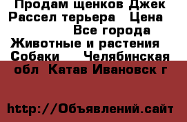 Продам щенков Джек Рассел терьера › Цена ­ 25 000 - Все города Животные и растения » Собаки   . Челябинская обл.,Катав-Ивановск г.